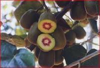 紅心獼猴桃圖片/紅心獼猴桃樣板圖 (4)