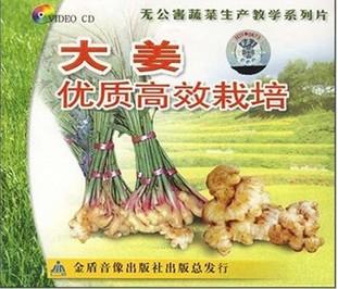 供应生姜高产栽培技术视频生姜合理密植生姜种植及加工技术