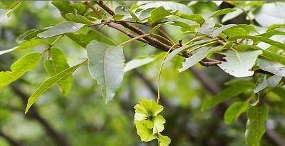 供应青钱柳嫩叶、青钱柳茶