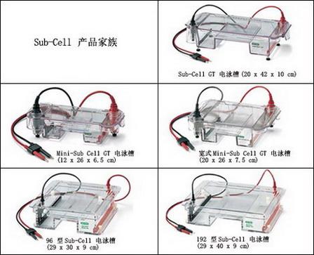 美国伯乐小型水平电泳槽中型电泳槽图片