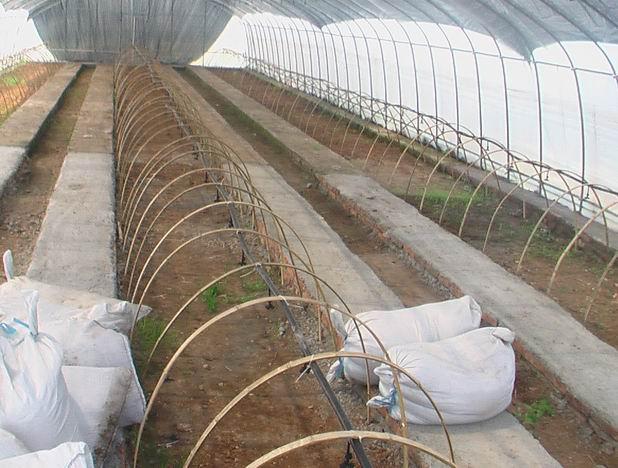 供應(yīng)大量生產(chǎn)批發(fā)大棚竹片