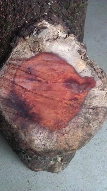 供應(yīng)廣西紫檀，廣西小葉紫檀，廣西小葉紫檀價(jià)格，廣西小葉紫檀廠家