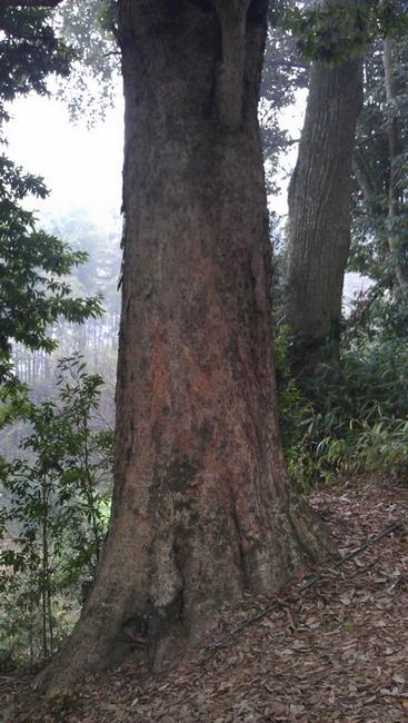 貴州小葉楠木價格圖片/貴州小葉楠木價格樣板圖 (2)