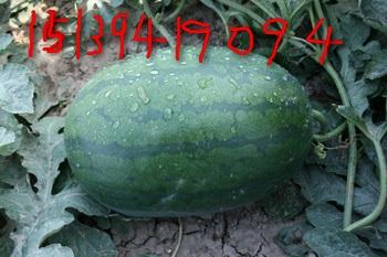 供應龍卷風和春光62