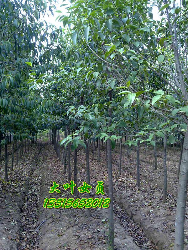 供應(yīng)大葉女貞 香樟 紅葉李 廣玉蘭 樸樹 烏桕 合歡 紫薇 榔榆