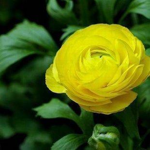 迎春花牡丹花圖片