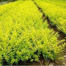 供應(yīng)金葉女貞大小m