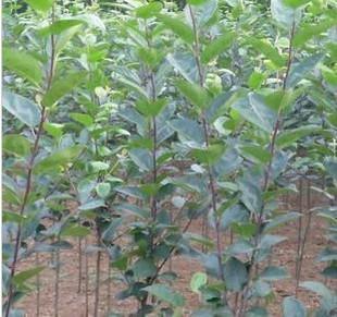 西府海棠嫁接苗圖片