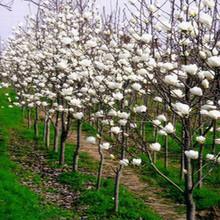 供應(yīng)廣玉蘭苗1