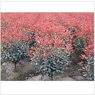 紅葉石楠球足1米冠幅圖片