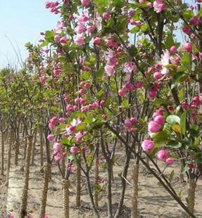 供應(yīng)西府海棠小苗西湖海棠花苗海棠苗