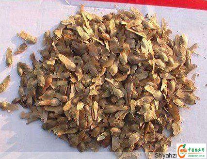 江蘇省美國紅楓種子基地圖片