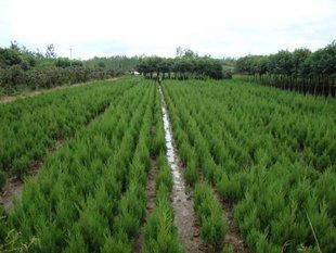 供應(yīng)蜀快小苗