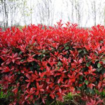 紅葉石楠綠化圖片