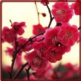 榆葉梅圖片/榆葉梅樣板圖 (2)