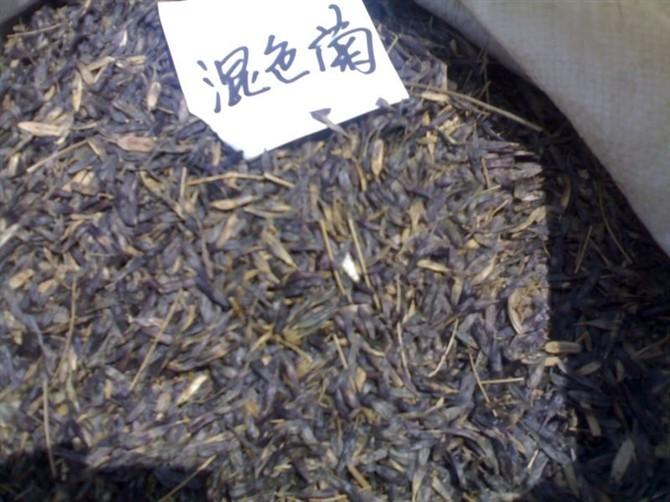 廣東換色菊種子圖片