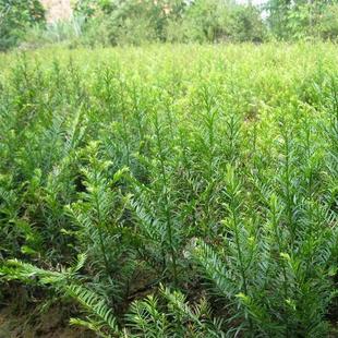 紅豆杉種子出售圖片