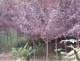 紫葉李小苗綠化樹苗圖片