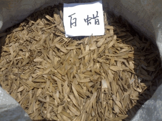 廣東白蠟種子圖片
