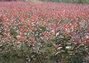 高桿紅葉石楠圖片/高桿紅葉石楠樣板圖 (2)