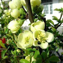 南方紅豆杉種子圖片/南方紅豆杉種子樣板圖 (2)