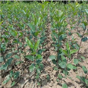 西府海棠小苗西府海棠苗圖片