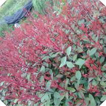 紅葉石楠20-120cm小苗批苗圖片