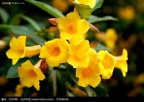 迎春花紫荊圖片