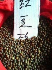 廣東紅豆杉種子種植基地圖片