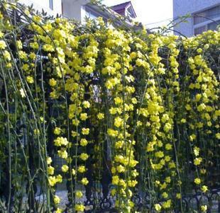 迎春花爬藤花卉圖片