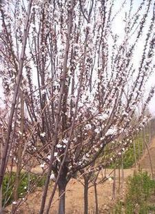 紫葉李樹苗綠化苗木圖片