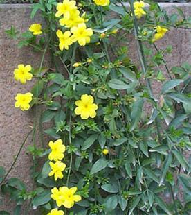 供應(yīng)垂吊迎春