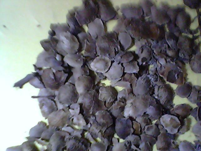 供應(yīng)廣東出售林木種子花卉種子草坪種子