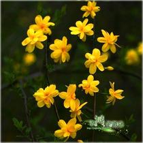 供應(yīng)迎春花園林庭院室