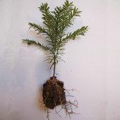 供紅豆杉種子圖片