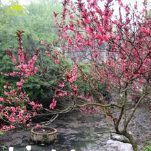 碧桃大小苗圖片