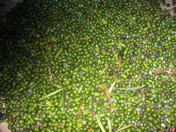 供應(yīng)廣東出售林木種子花卉種子草坪種子