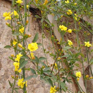 花卉迎春花圖片