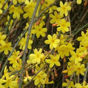 供應(yīng)迎春花