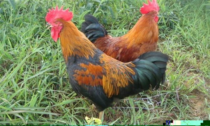 青腳土雞苗 湖南土雞苗//湖南青腳土雞苗/