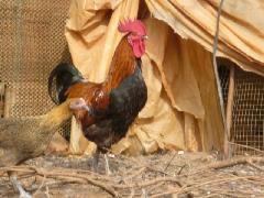 供應(yīng)湖南青腳土雞苗//黑雞苗//