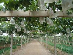 供應蔬菜大棚柱子