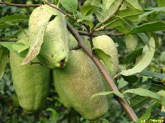 供應突圍桃苗價格