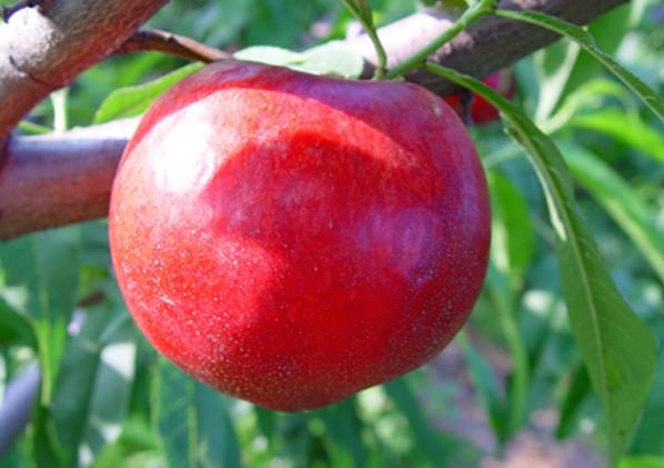 供應山東油桃苗價格