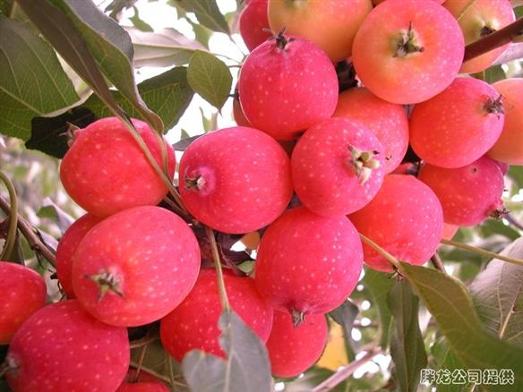 供應(yīng)冬紅海棠價(jià)格