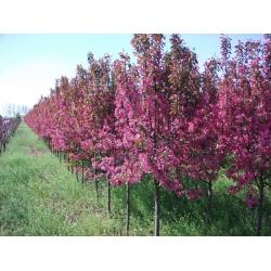 供應(yīng)北美海棠苗價(jià)格