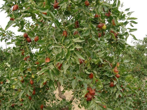 供應(yīng)板栗苗價格