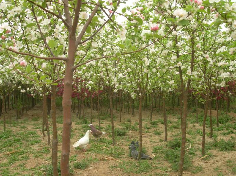 供應(yīng)北美海棠小苗