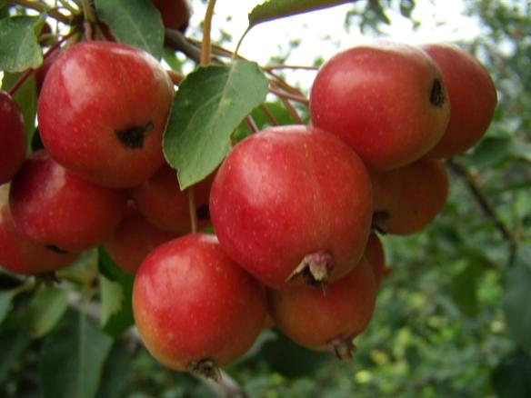 供應(yīng)冬紅海棠價(jià)格