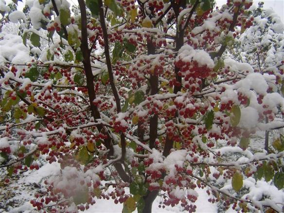 供應(yīng)冬紅海棠價(jià)格